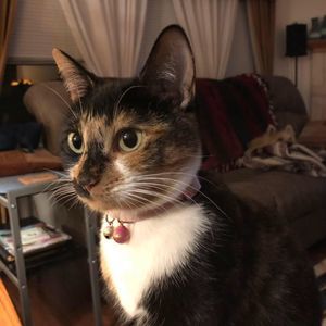 Meet your Posher, Melody